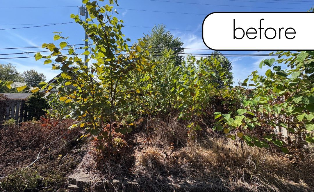 Grassy yard with trees. A channel of fallen leaves runs through the yard.