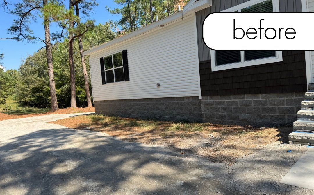 A medium-sized tree with dark green leaves on a sunny day with a blue sky.