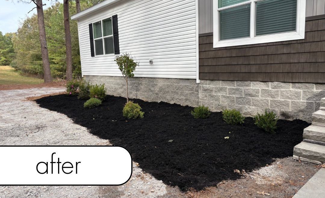 Tree with dark green foliage and a ring of mulch around its base.