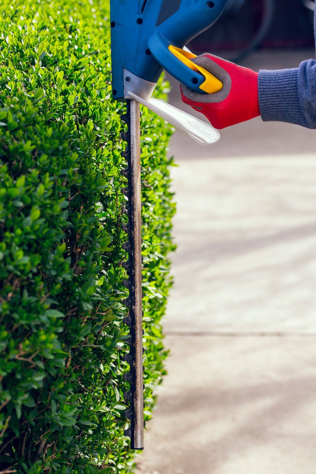 Person trimming a green hedge with a blue and silver hedge trimmer. Red gloved hand on the tool.