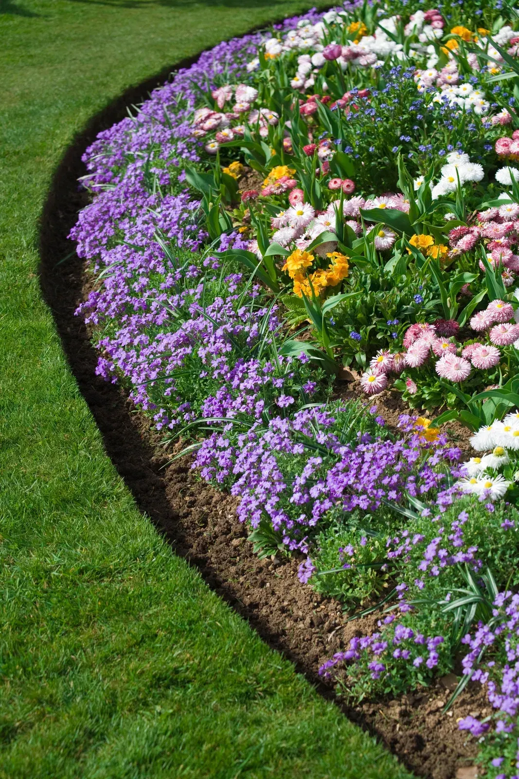 Flower bed, curved shape, featuring purple and mixed-color flowers, edged with dark soil and green grass.