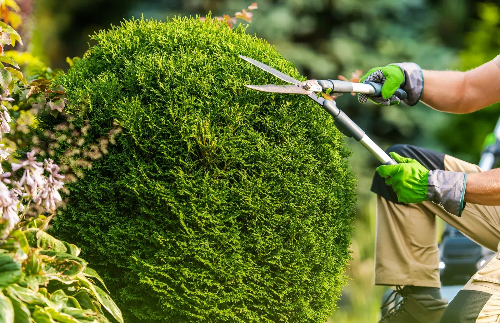 Person trimming a green, spherical hedge with long-handled shears; sunny outdoor setting.