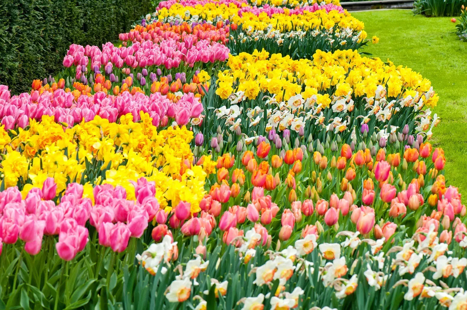 Rows of colorful tulips and daffodils in pink, yellow, and orange, in a garden.