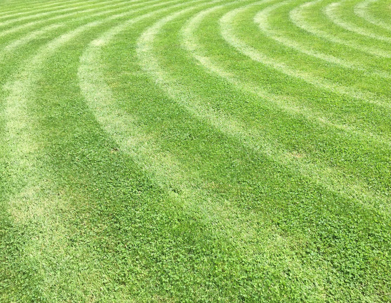 Green grass lawn with curved mowing patterns.