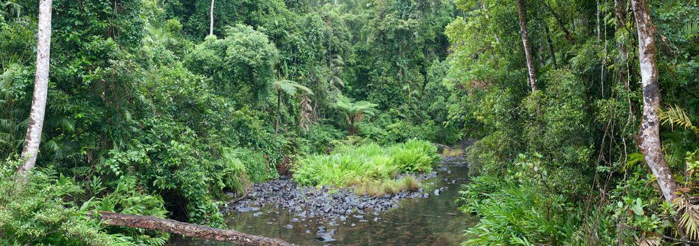 A River In The Middle Of A Lush Green Forest — COOLIT NT In Berry Springs, NT