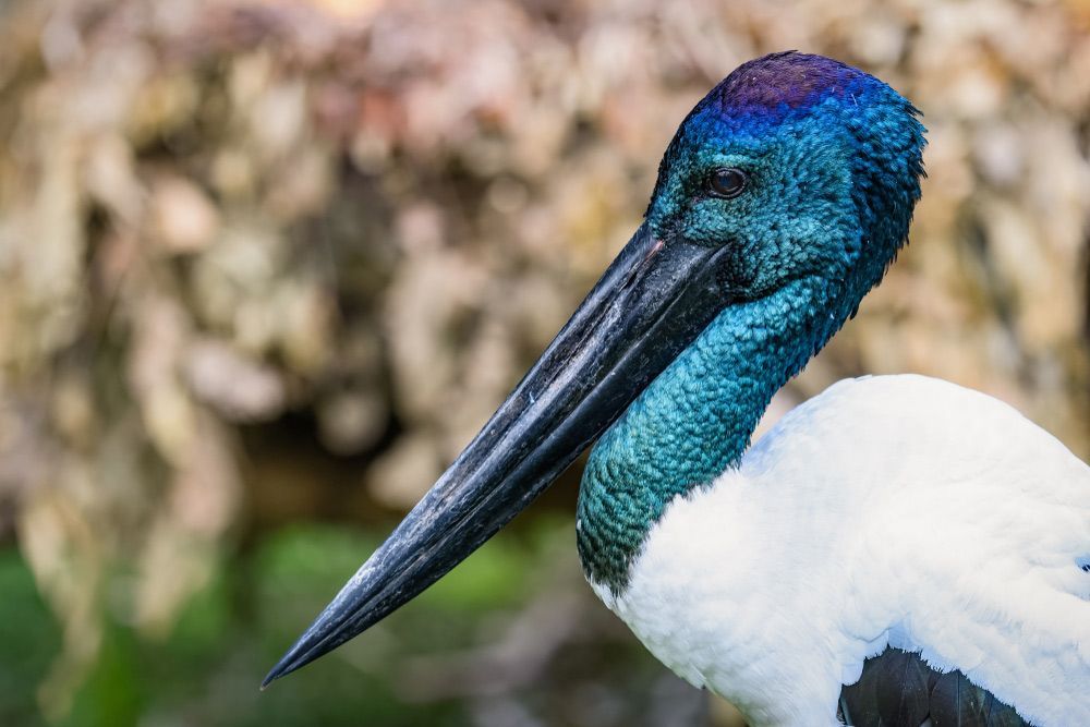 A Close Up Of A Bird With A Long Beak — COOLIT NT In Howard Springs, NT
