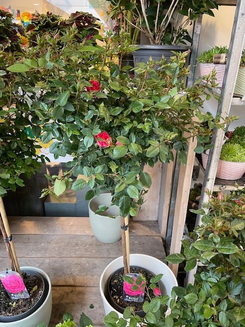 Planten bij Althaea bloemen en planten
