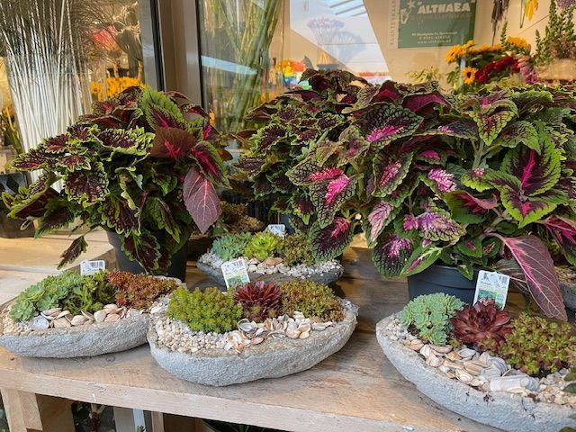 Te koop aangeboden planten: coleus- en vetplantenarrangementen