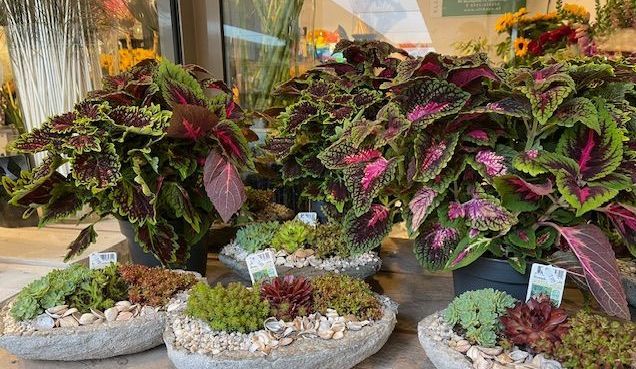 rotsplantjes bij Althaea bloemen en planten 