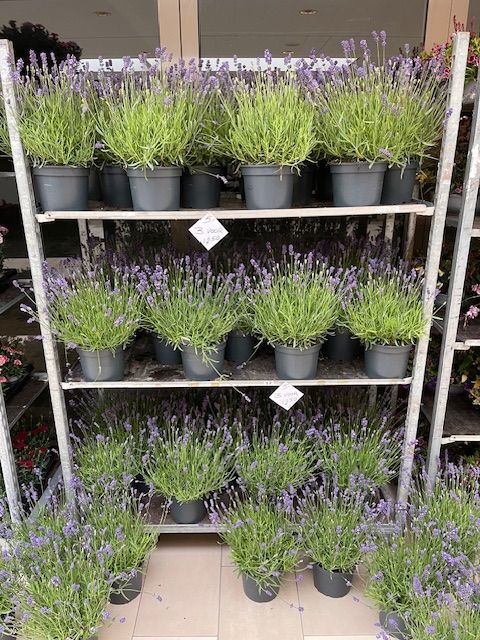 Lavendelplanten in potten