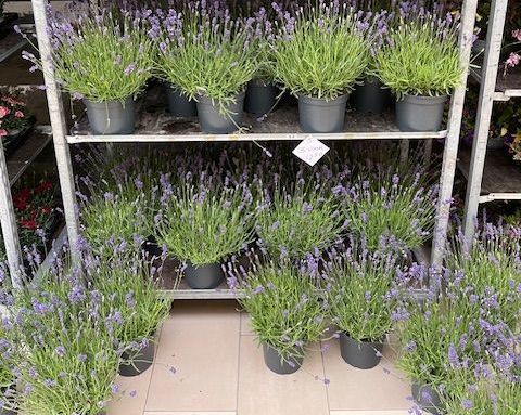 Lavendel bij Althaea bloemen en planten 