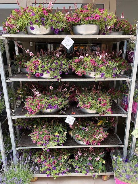 Stellingkast met buitenplanten, met paarse, roze en groene bloemen.