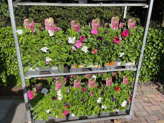 Rek met petunia's in potten met roze, witte en paarse bloemen