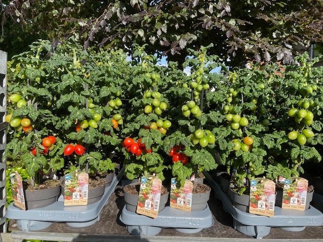 Tomatenplanten in potten op een rij, met rode en nog groene vruchten.