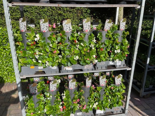 Buitenplanten met groene bladeren en rood/roze bloemen.