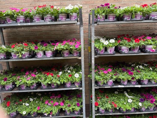 Planken vol met kleurrijke petunia's in potten, buiten bij een bakstenen muur.