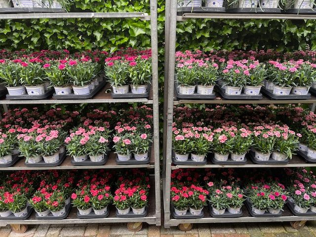 bij Althaea bloemen en planten 