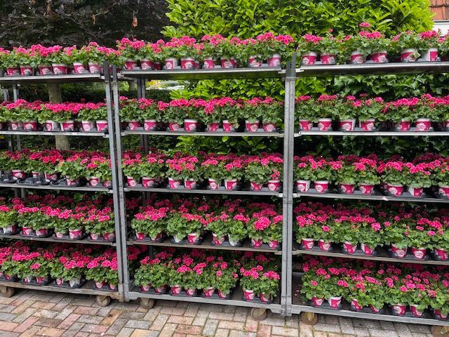 geraniums bij Althaea bloemen en planten 