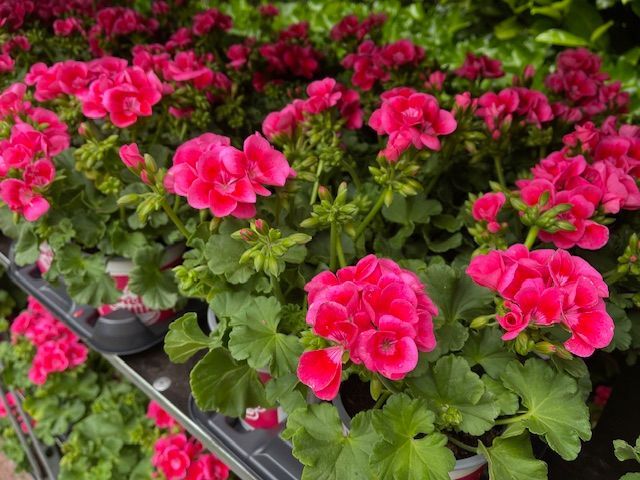 Roze geraniums in volle bloei, met weelderig groene bladeren