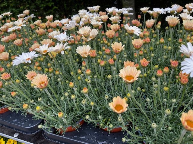 Oranje en witte madeliefachtige bloemen met groen blad 