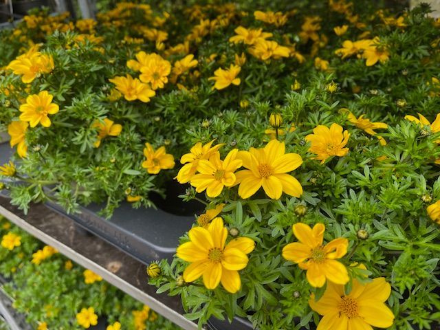 Felgele bidens-bloemen met groen blad 