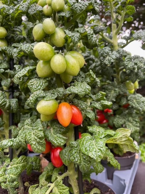 tomatenplantjes bij Althaea bloemen en planten 