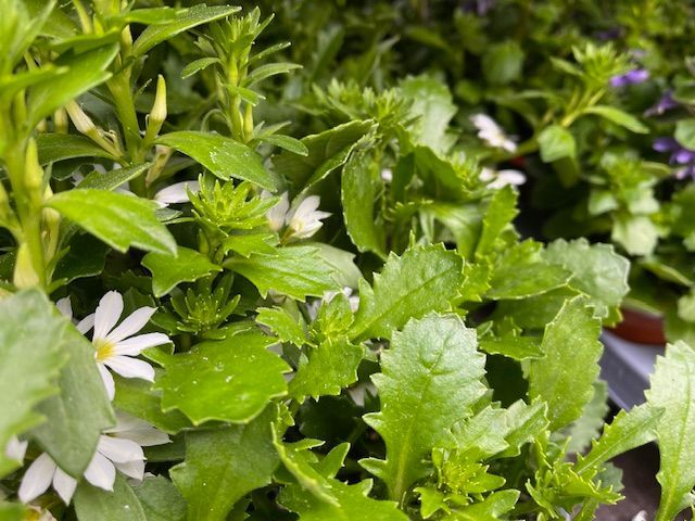 bij Althaea bloemen en planten 