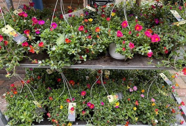 Hangplanten bij Althaea bloemen en planten 