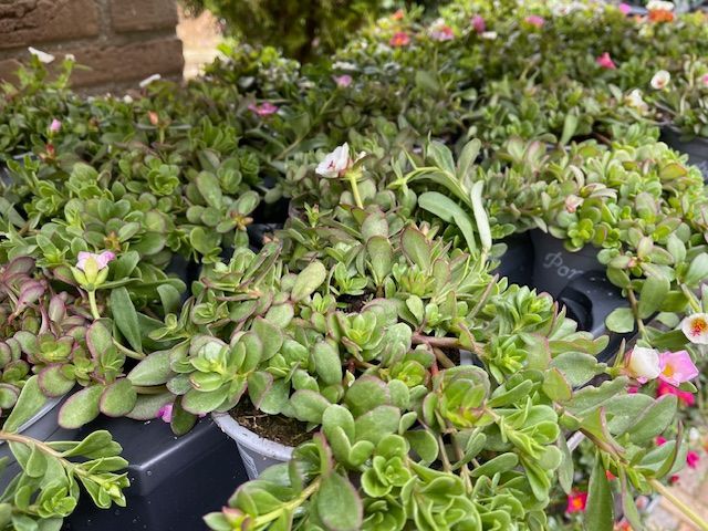 Volop zomerplanten bij Althaea bloemen en planten 