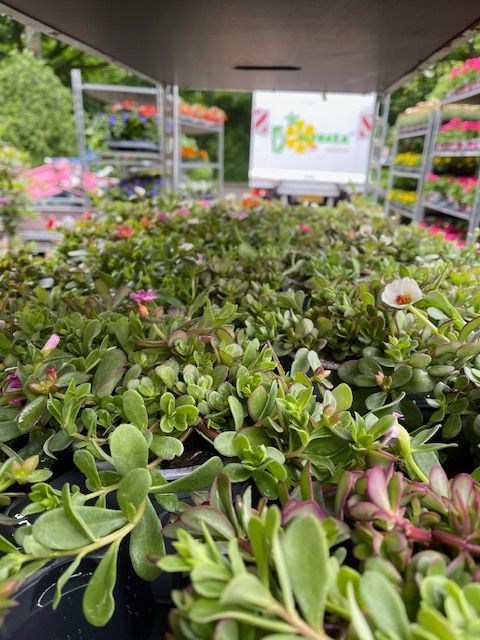 bij Althaea bloemen en planten 