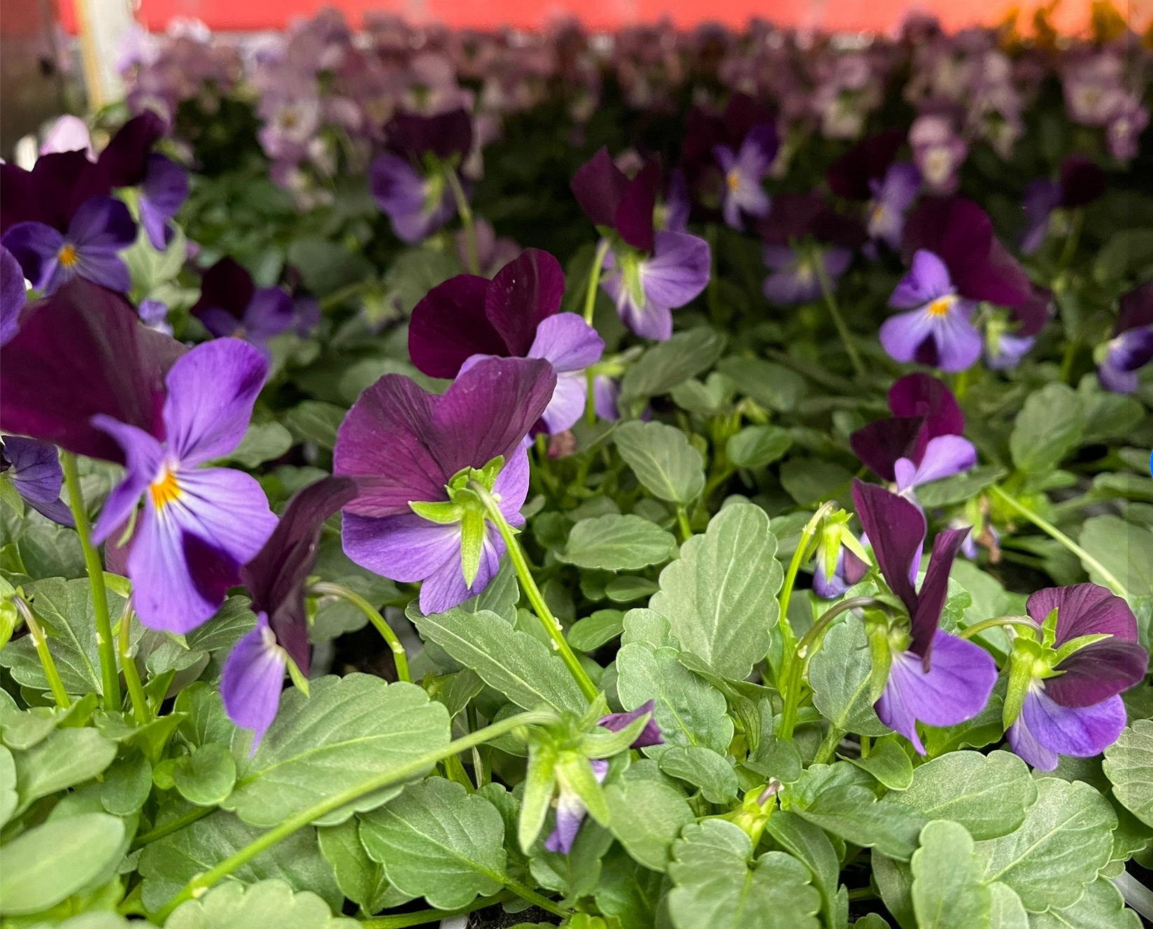 Kamerplant bij Althaea
