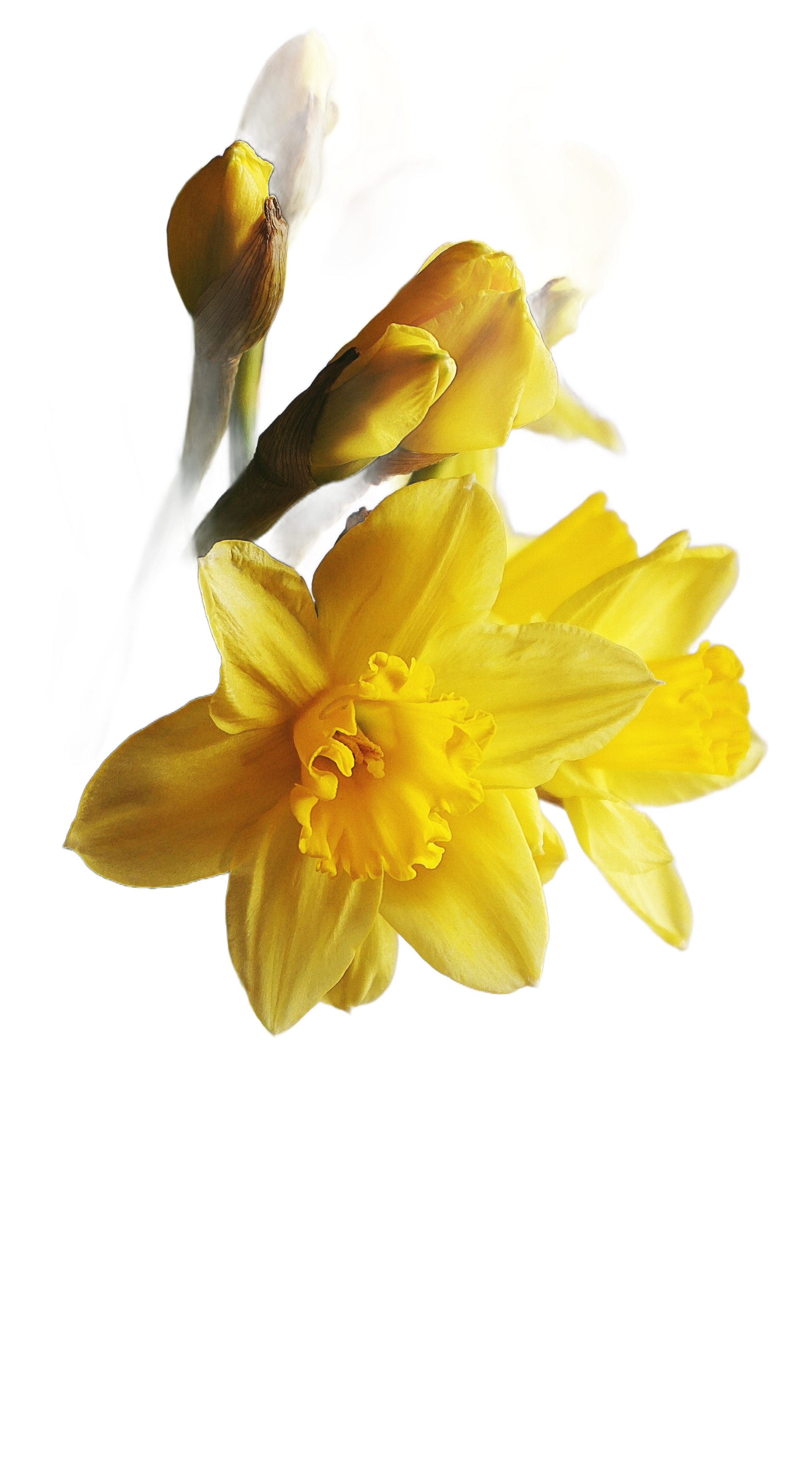 Paasboeketten bij Althaea Bloemen en Planten