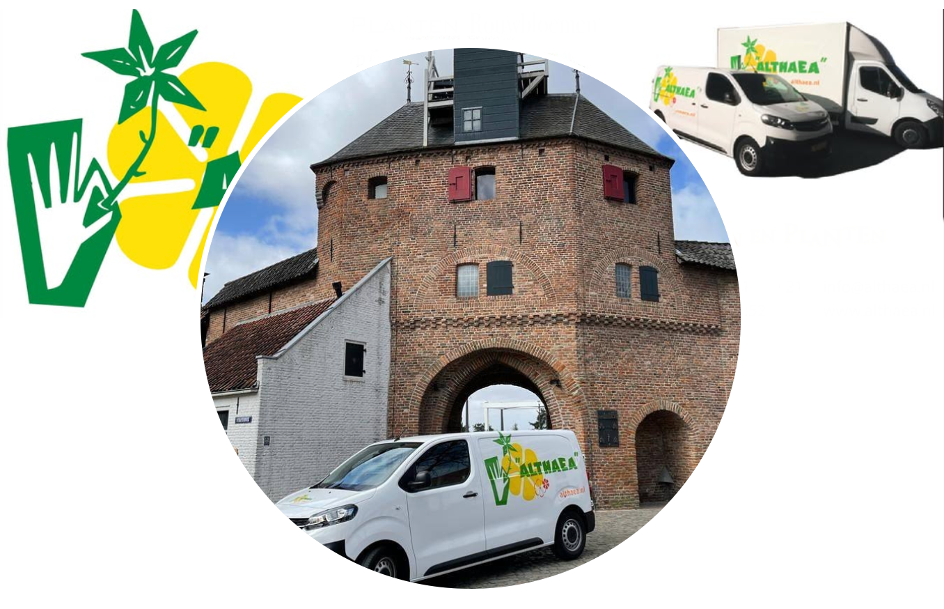 Bloemen bestellen en laten bezorgen doe je snel en veilig bij Althaea Bloemsierkunst.