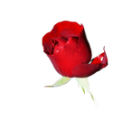 Rozen voor moederdag bij Althaea Bloemen en Planten