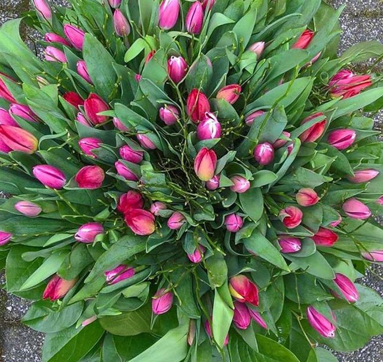Een bos paarse tulpen bij Althaea