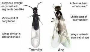 Termite And Ant – Chesapeake, VA – Ewell Pest Control