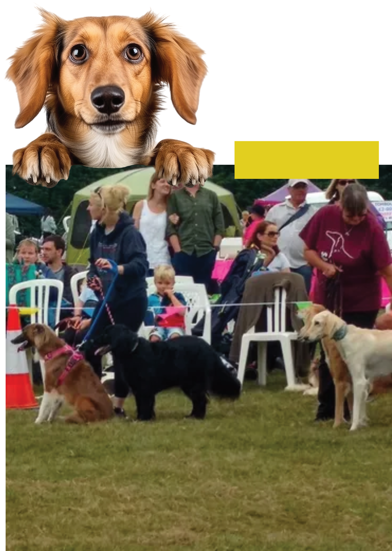 A dachshund is standing in a field with other dogs