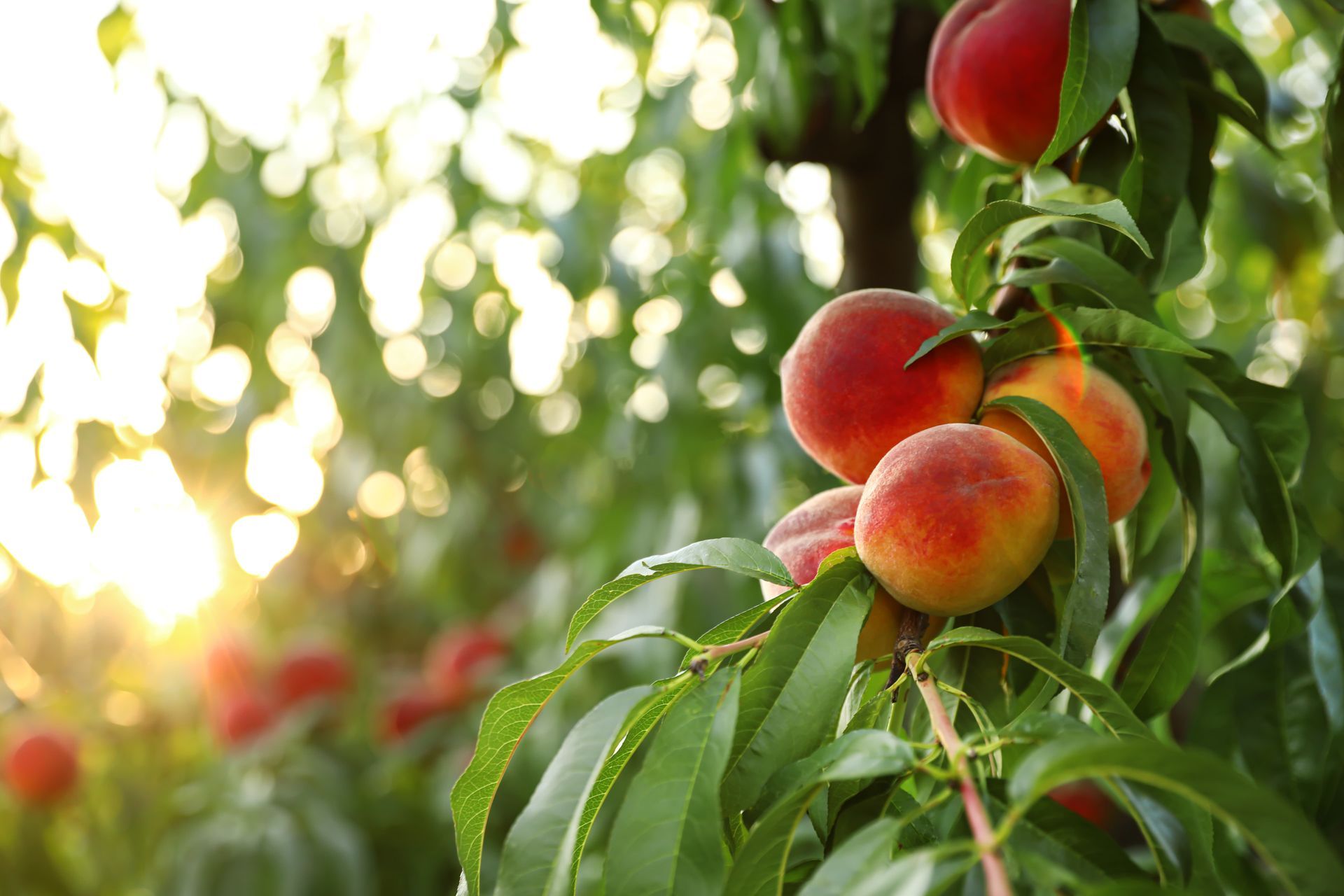Peaches hanging on a tree in a sunlit orchard