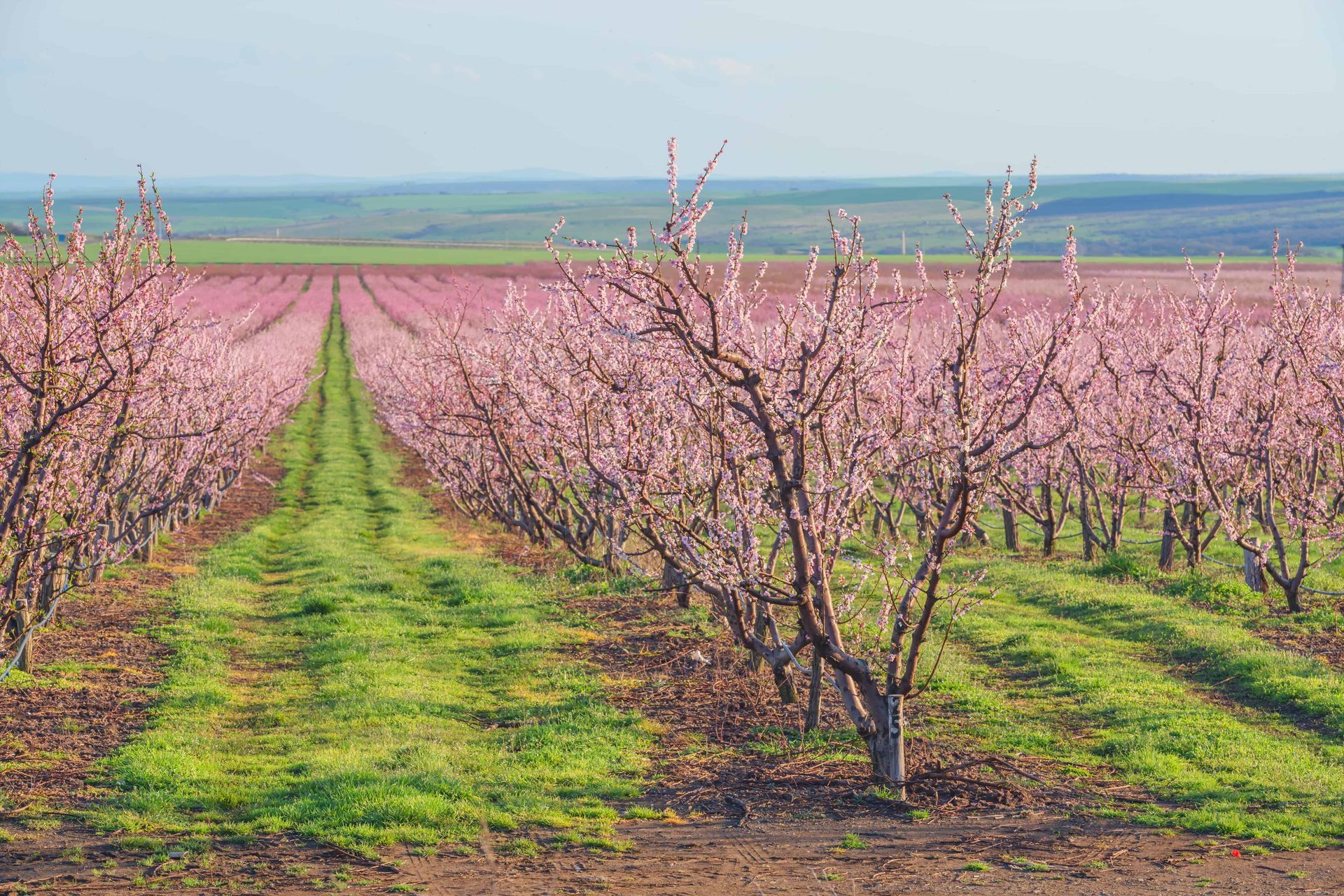 Rows of pink blossoming trees in a spring orchard with a green path running through the center