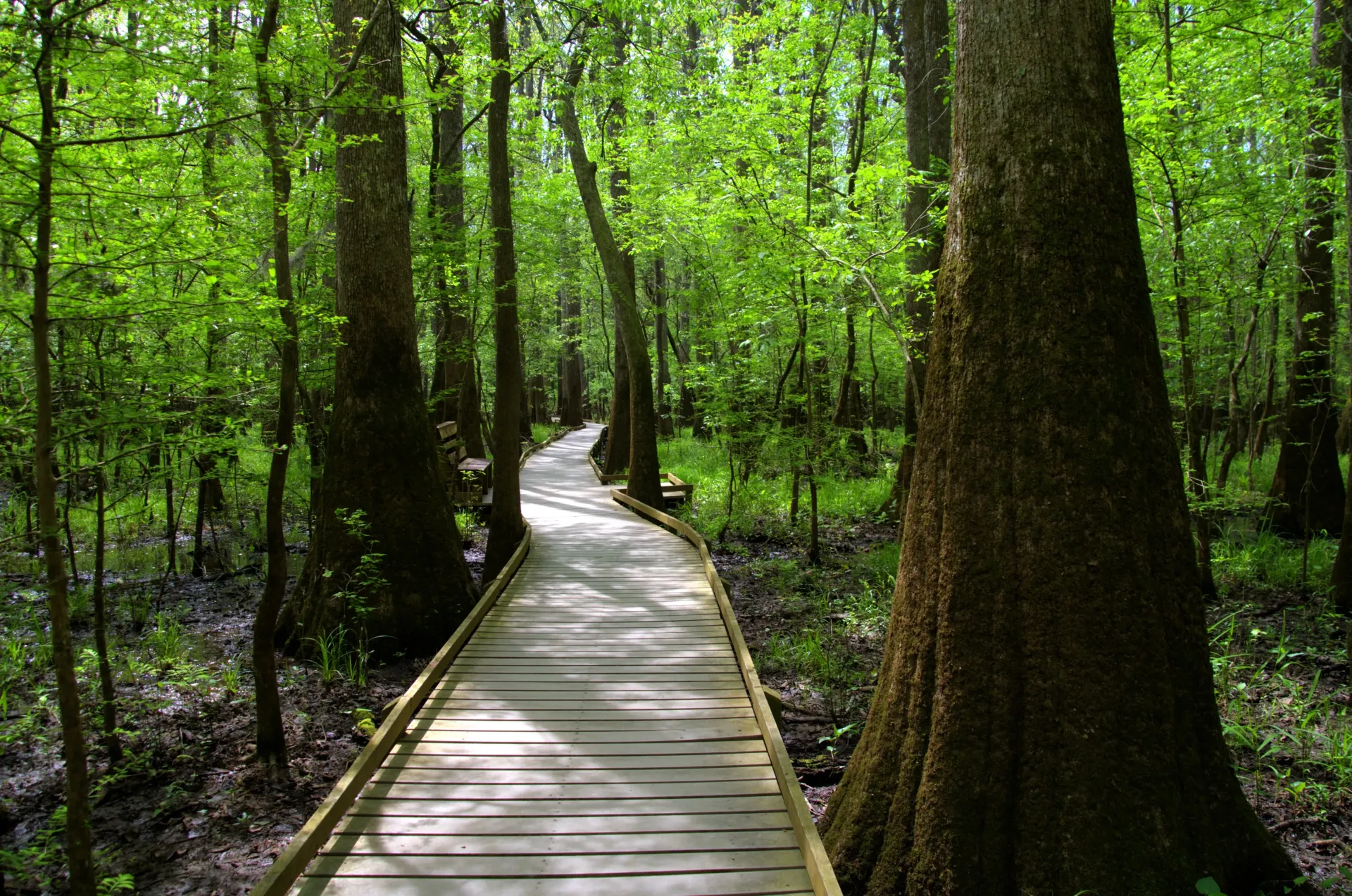 A wooden walkway in the middle of a forest