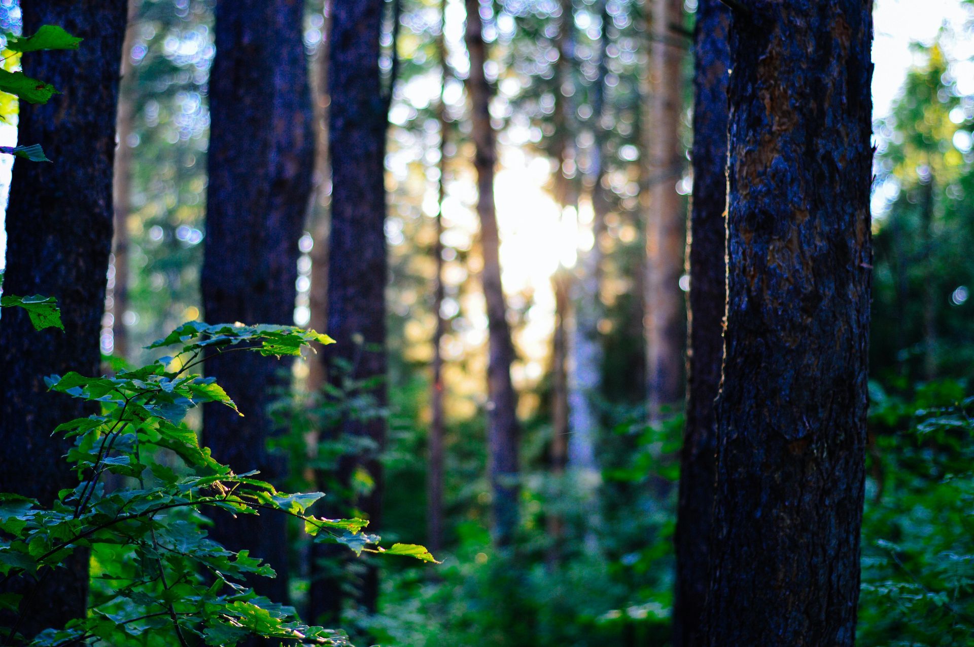 Sunlight filtering through a forest of tall, dark trees with lush green foliage in the foreground.