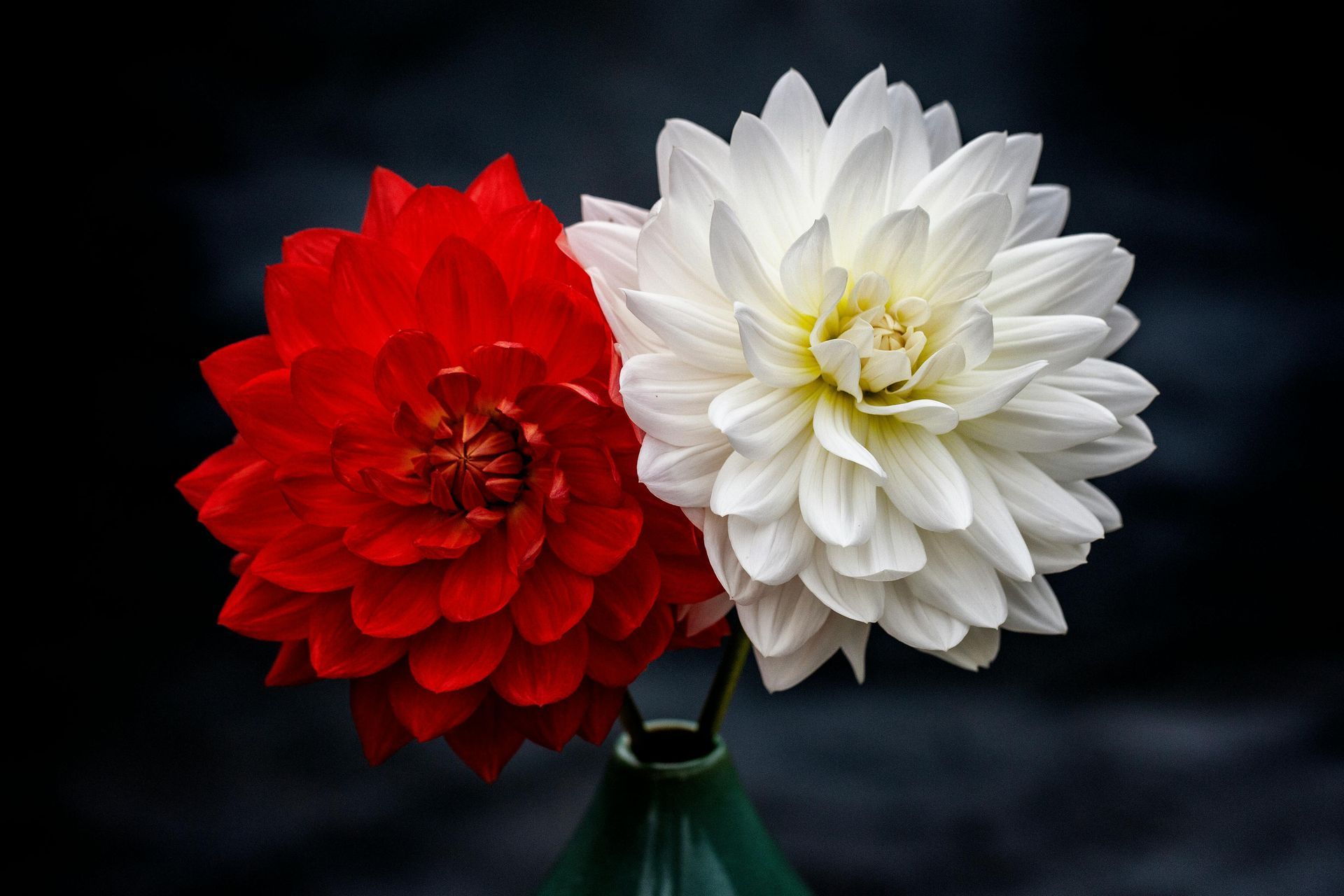 Red and white dahlias in a green vase against a dark background.