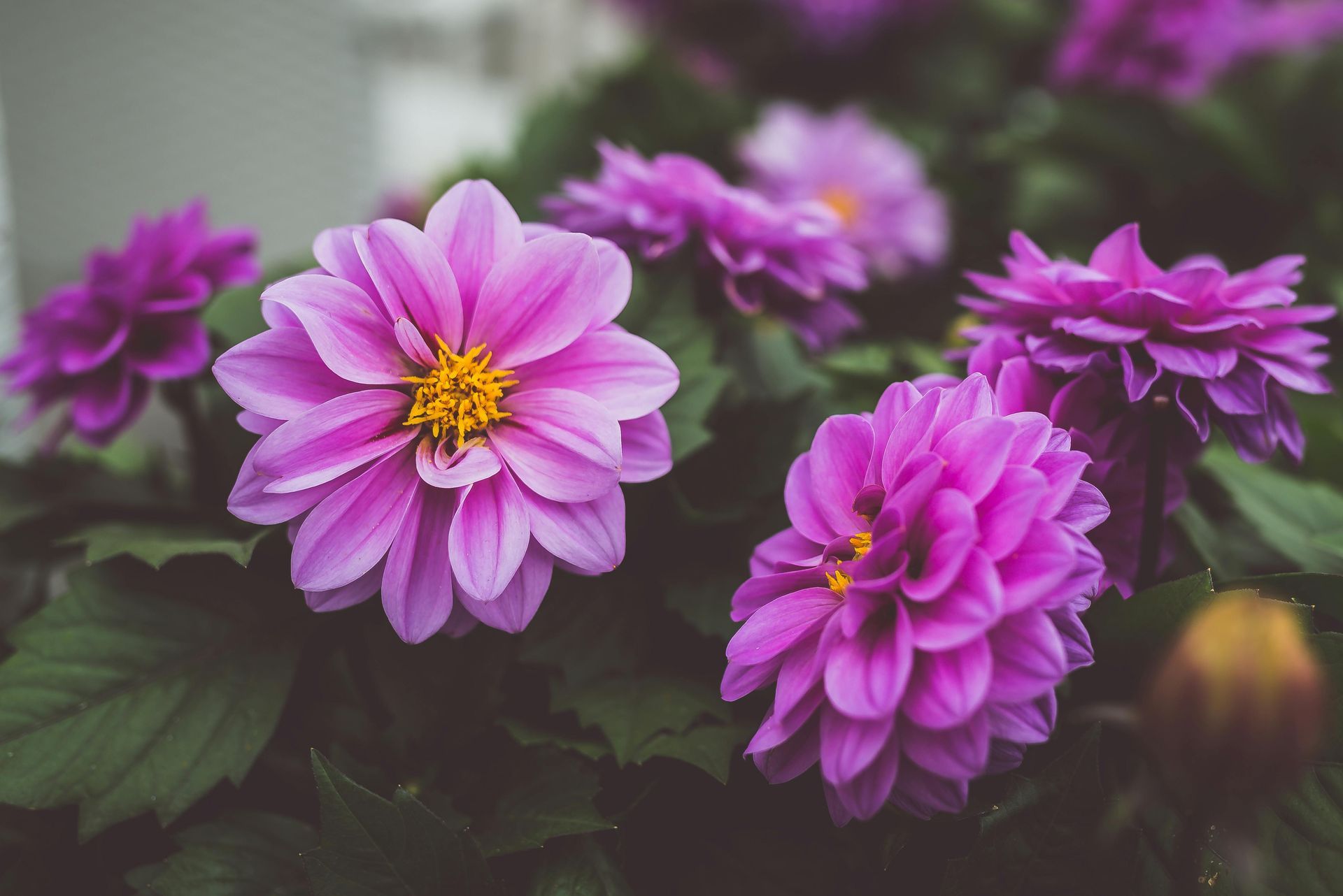 Purple dahlias with yellow centers bloom in a garden setting.