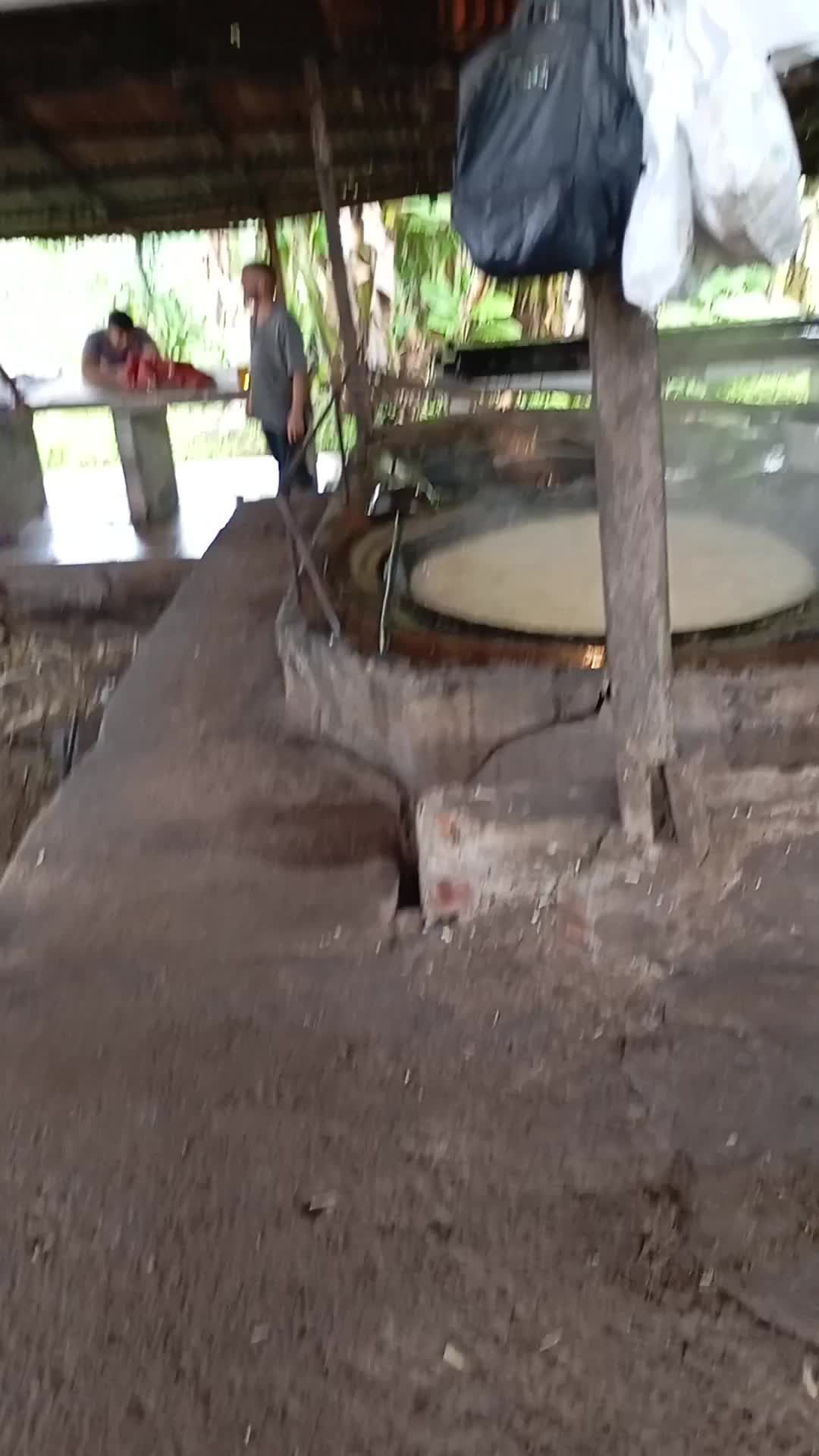 A person is standing under a roof next to a tree.