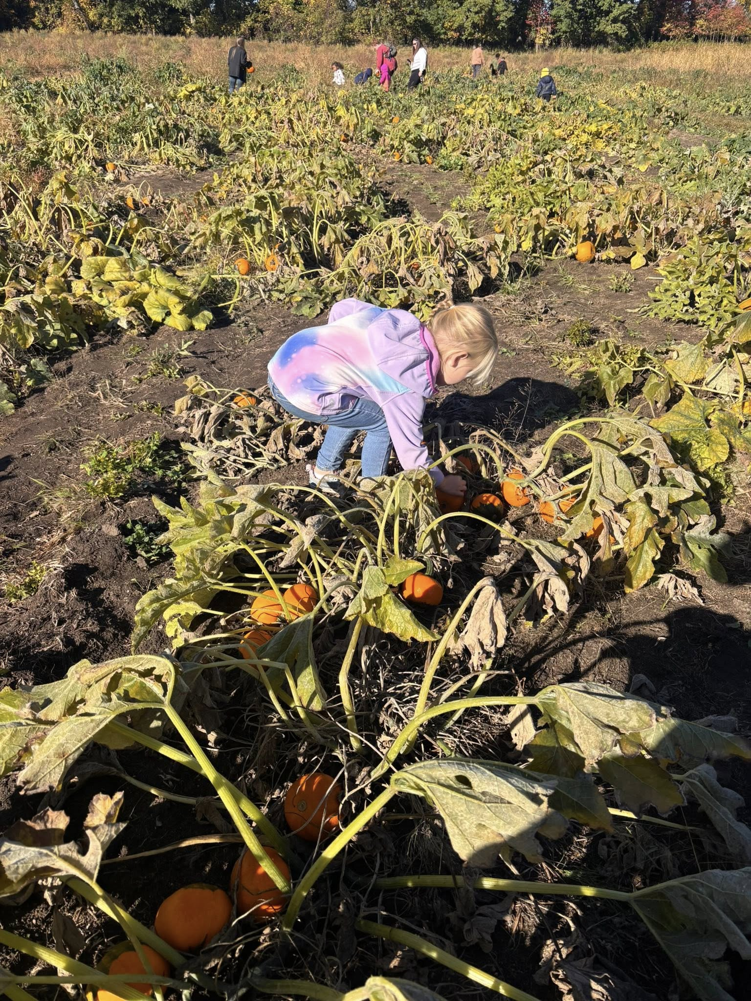 Child in a pumpkin patch, looking at small pumpkins.