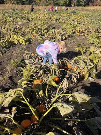 Child in a pumpkin patch, looking at small pumpkins.