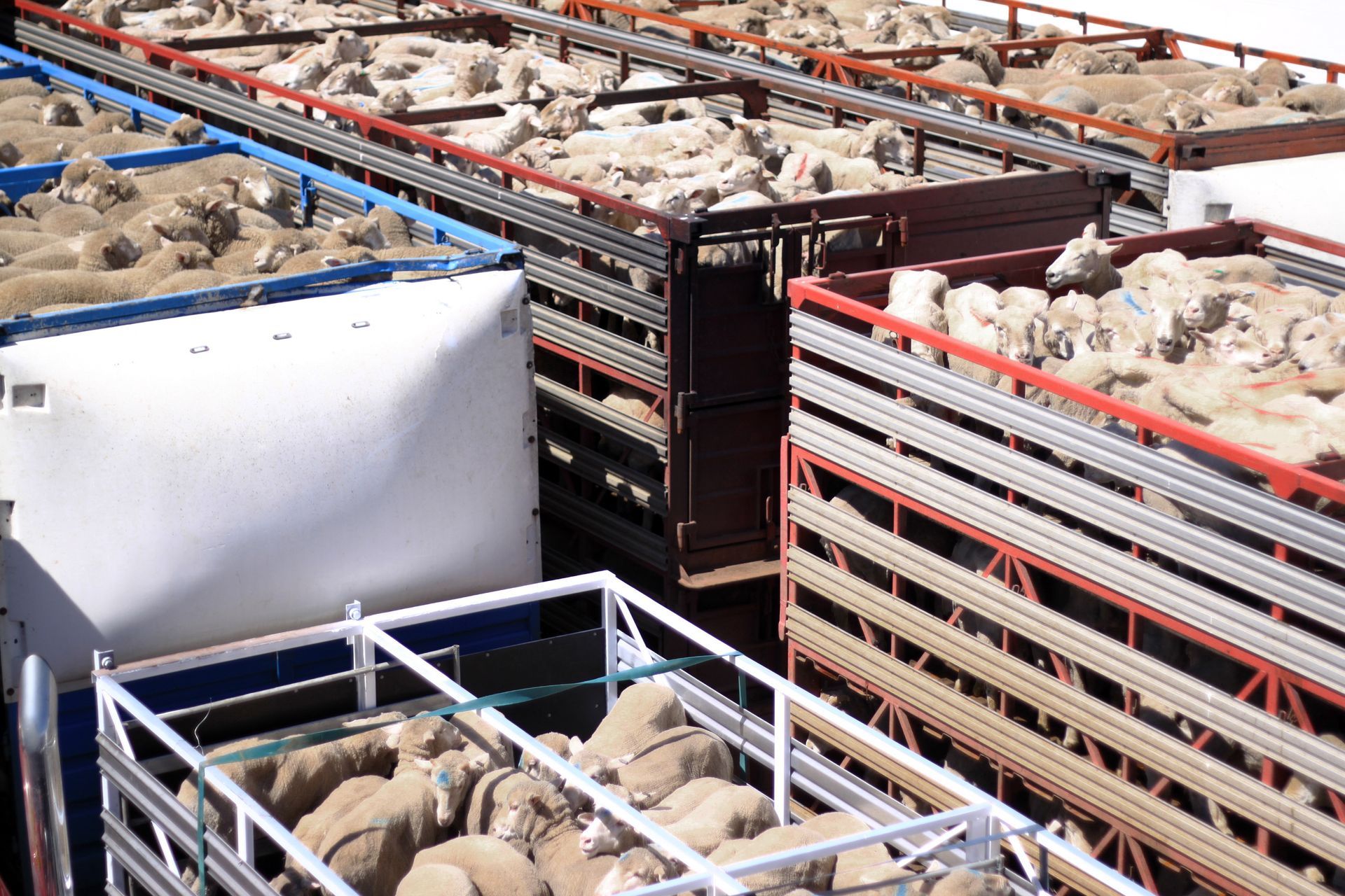 A bunch of crates filled with sheep are lined up in a row