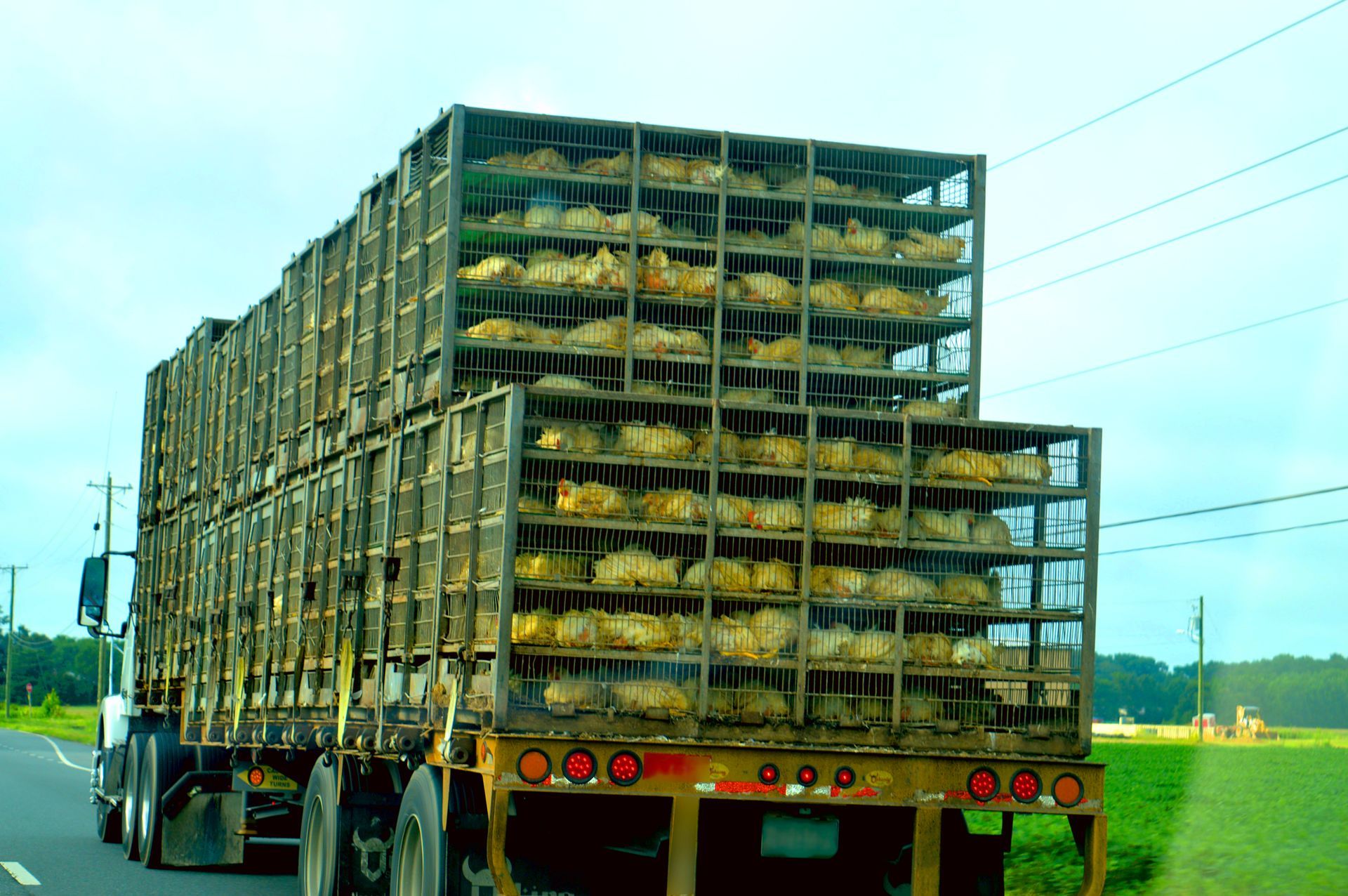 A truck with crates full of animals on the back of it