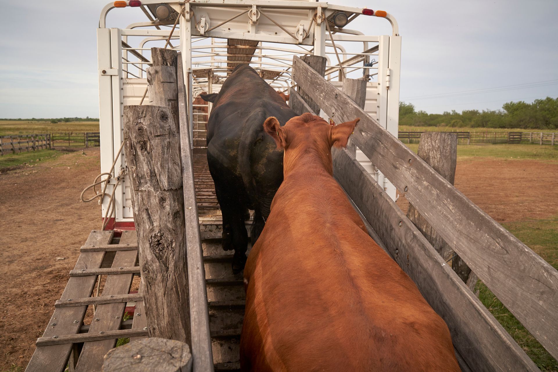 A couple of cows standing next to each other in a fenced in area.