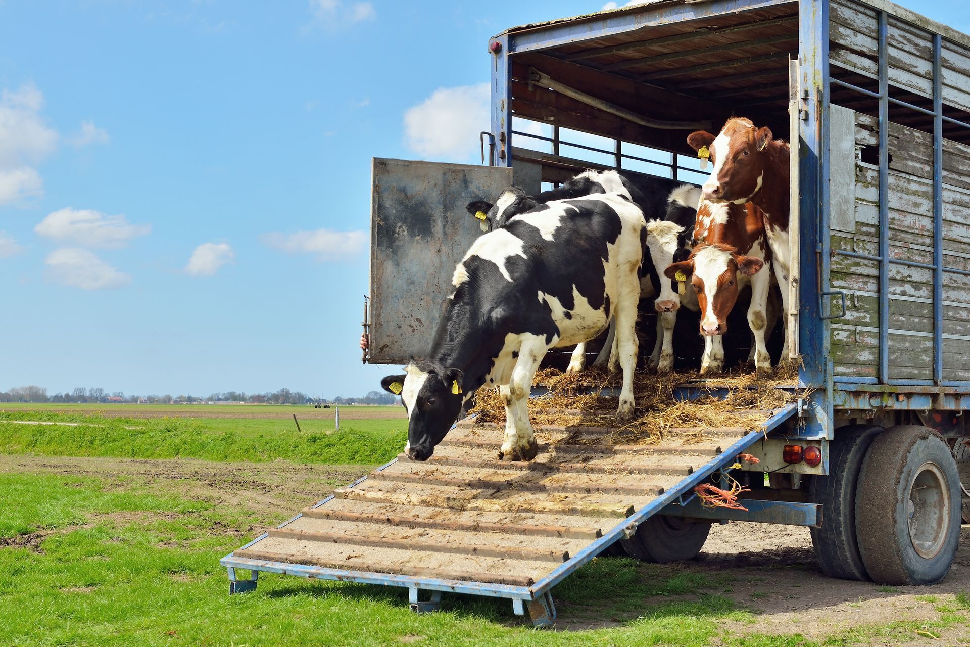A group of cows are standing in the back of a truck.